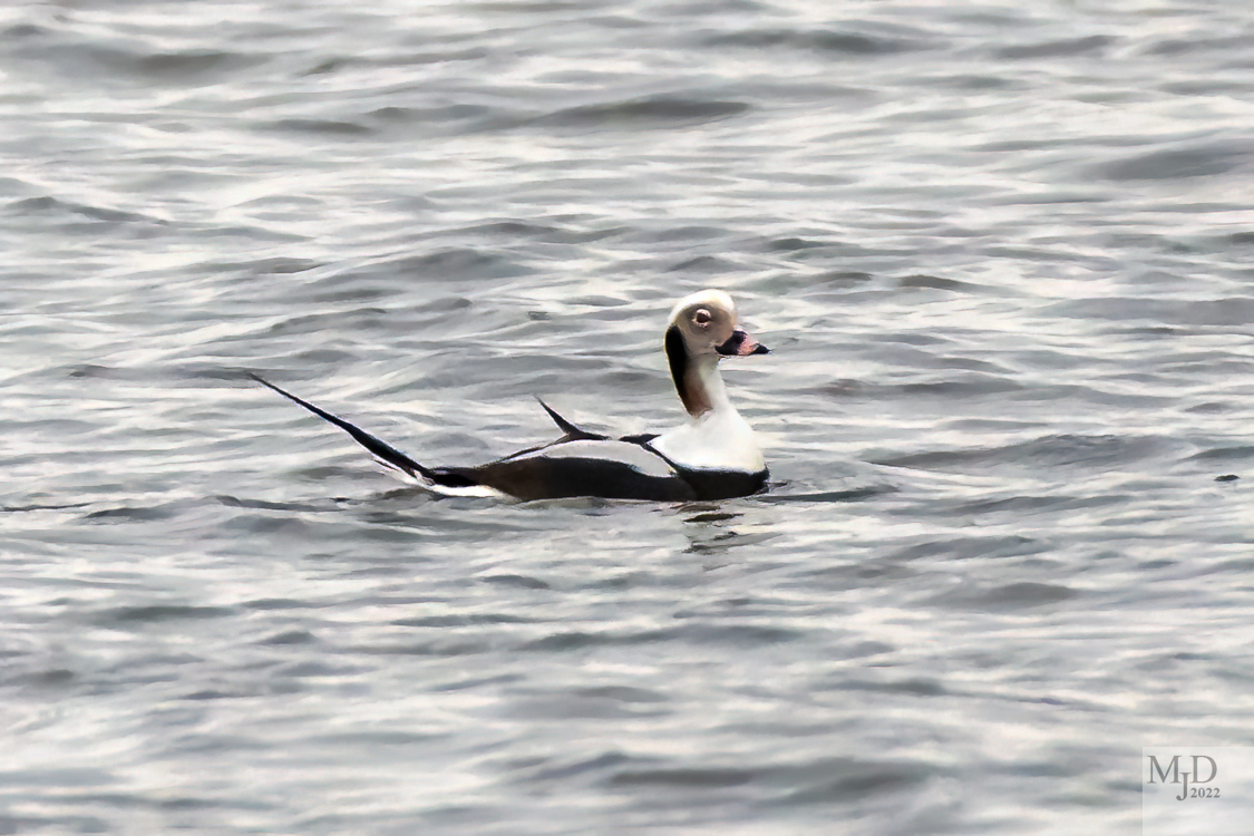 Namesake Tails For Duck Fans – Birds in My Viewfinder