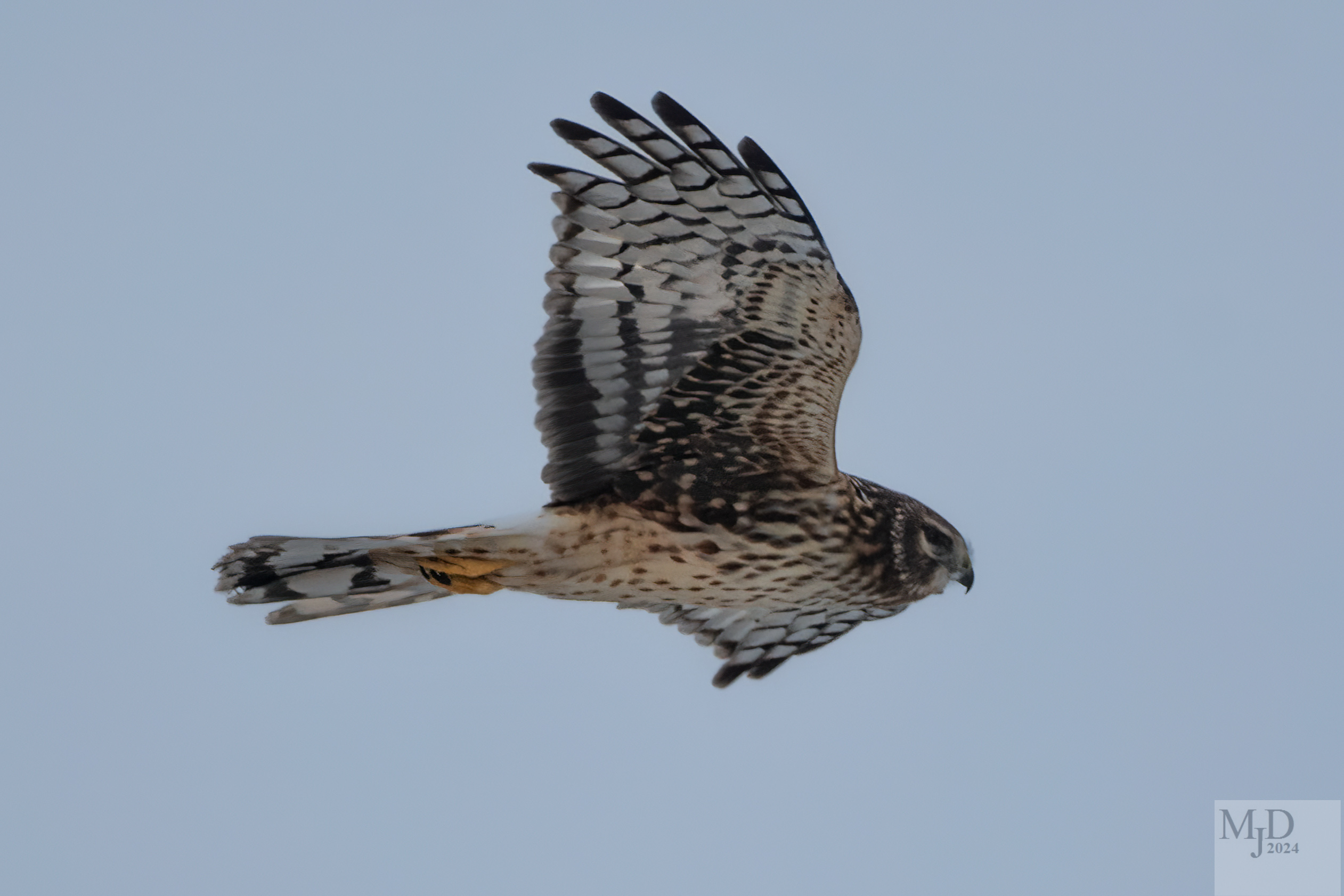 Russian Hawks Raptors Raptor Battle – Birds in My Viewfinder