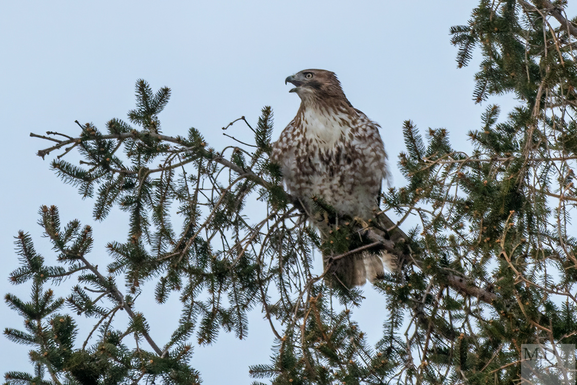 Arkansas Rapping Bird Raptor Battle – Birds in My Viewfinder