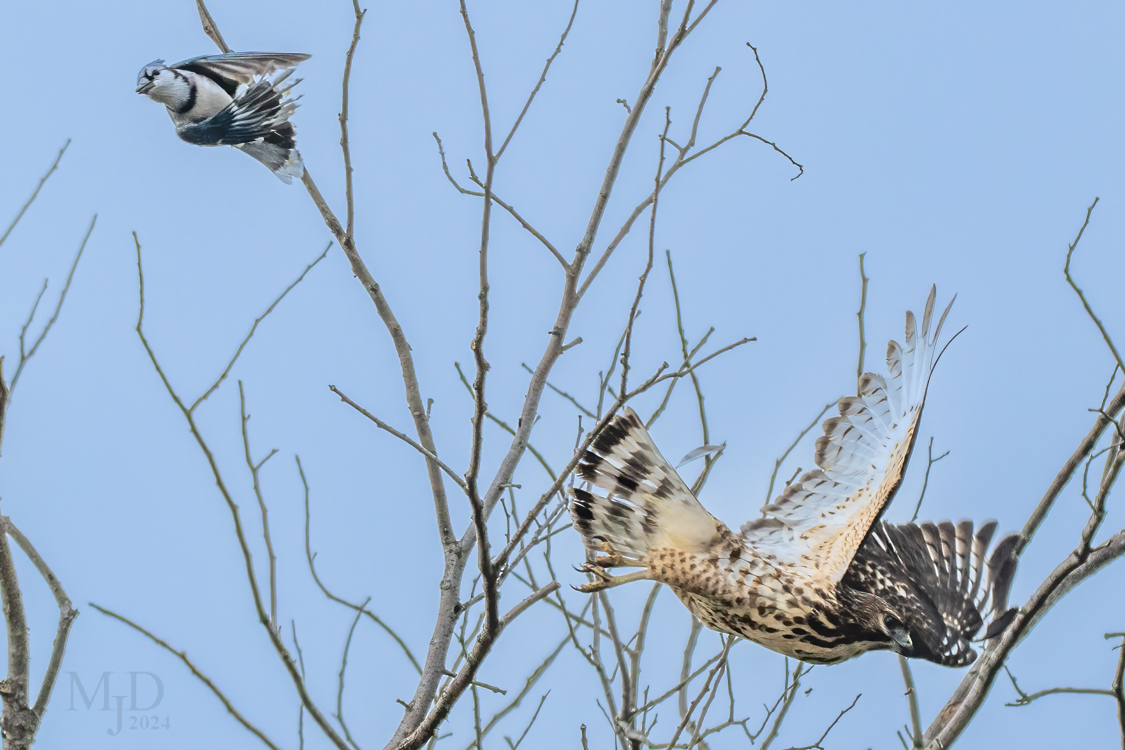 Feathered Action: Blue Jay v. Broad-winged Hawk – Birds in My Viewfinder